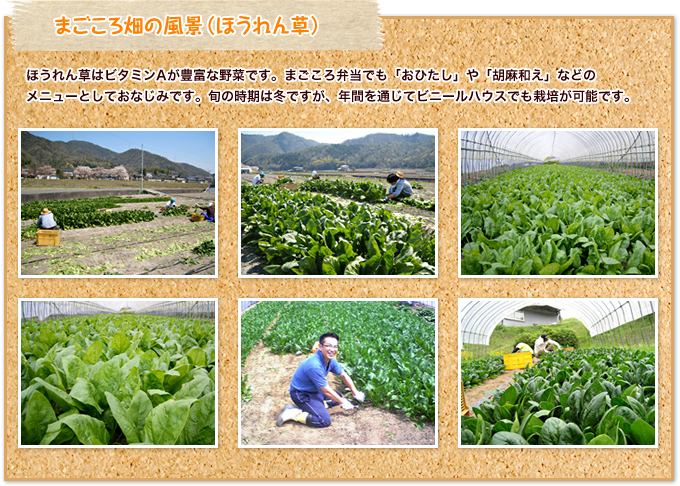 まごころ畑の風景(ほうれん草)