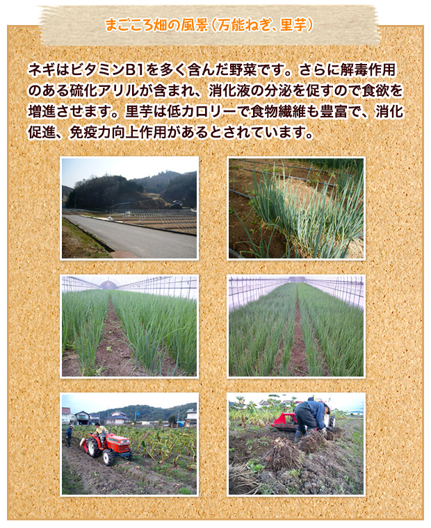 まごころ畑の風景(万能ねぎ、里芋)